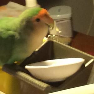 Meet your Posher, Sheila